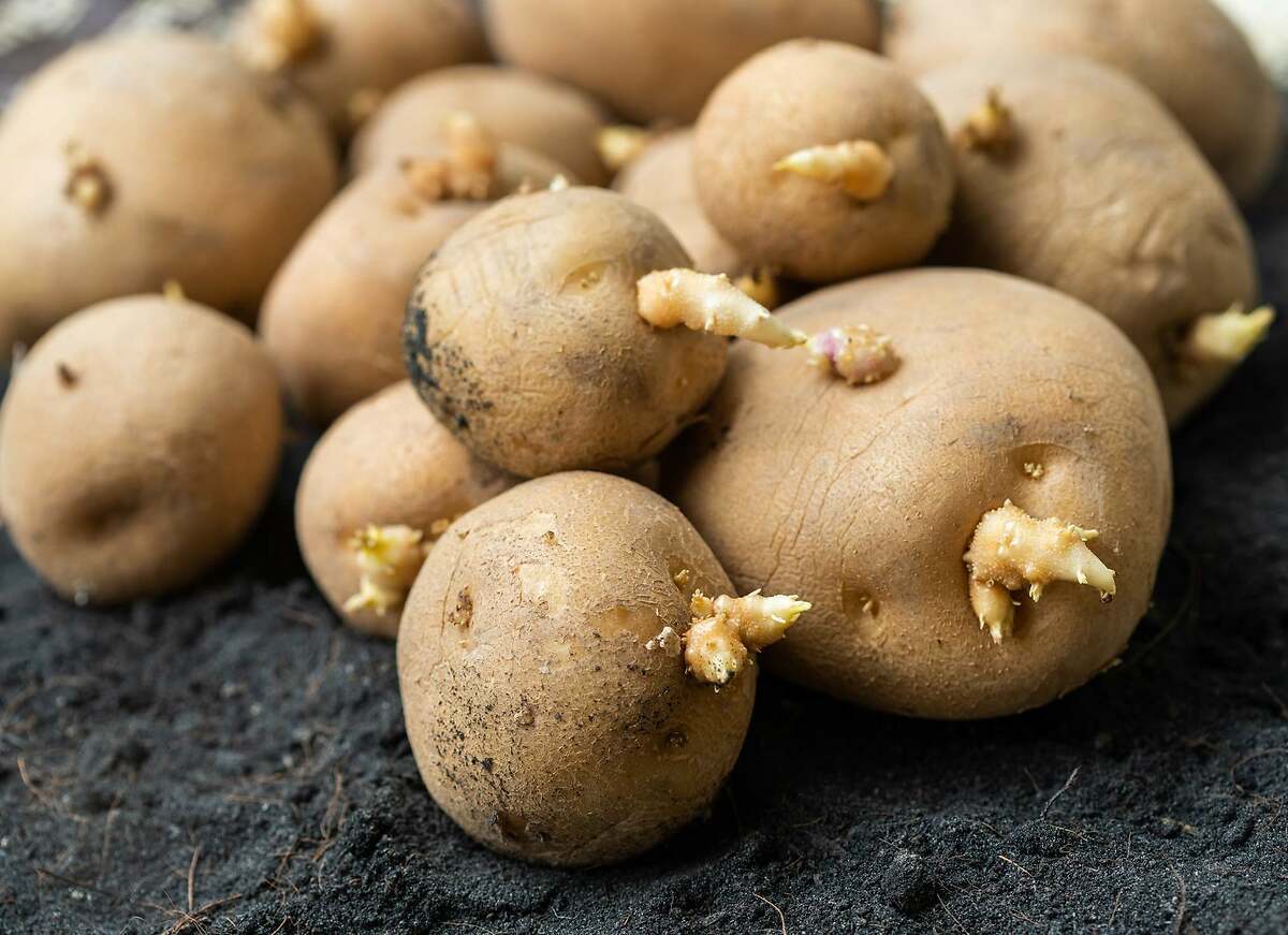 ¿Por qué las patatas brotan?