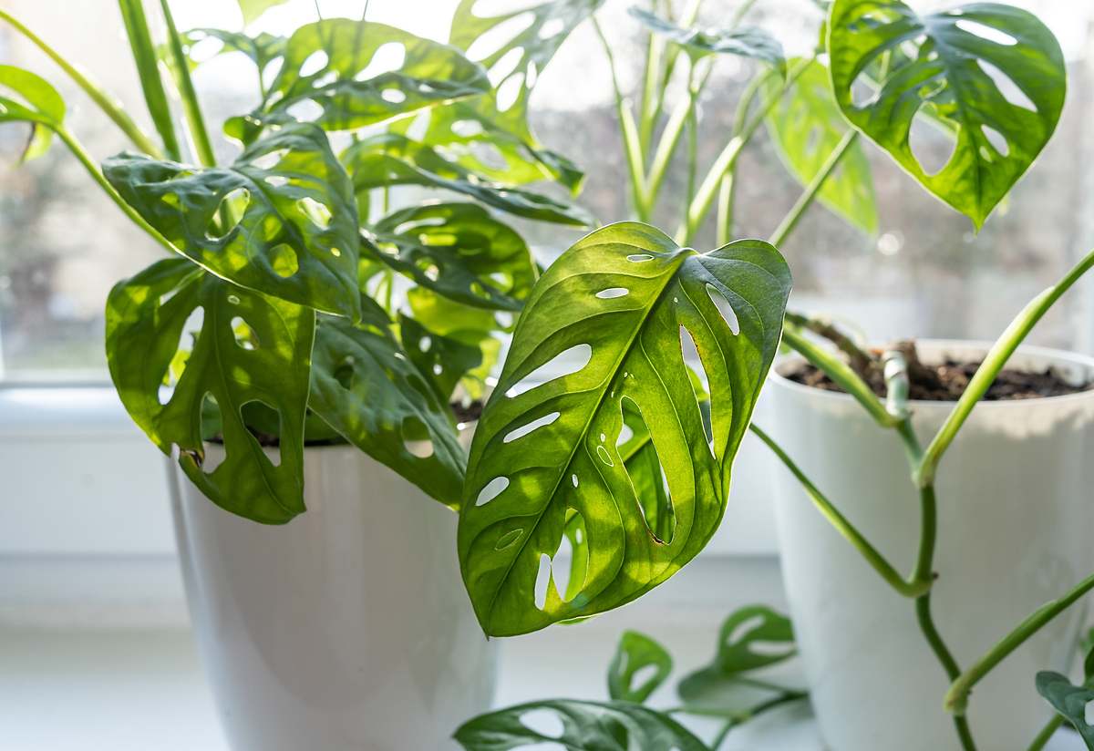 Según el Feng Shui