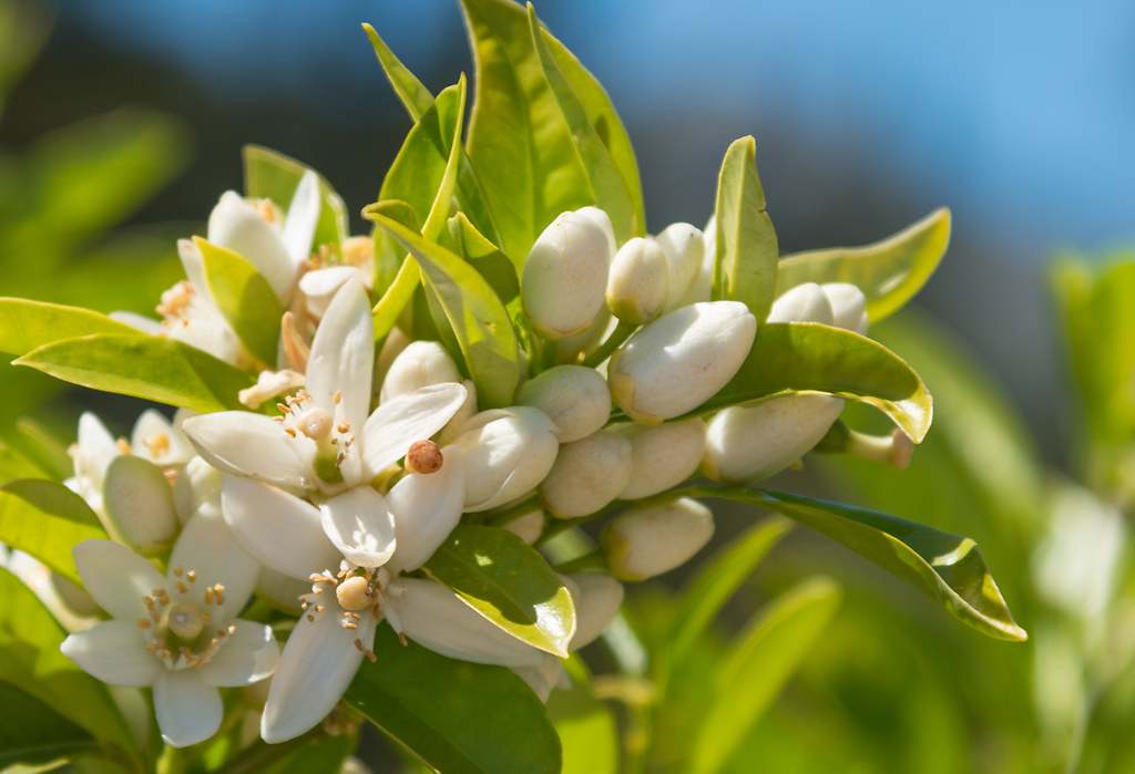 El aroma de azahar: el alma del roscón