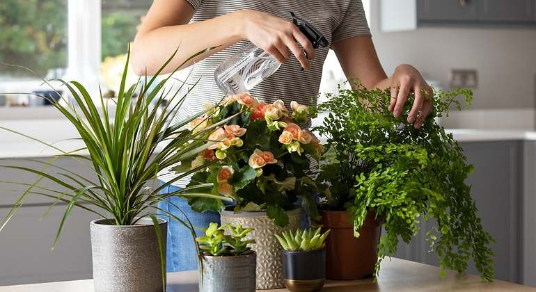 Regar plantas