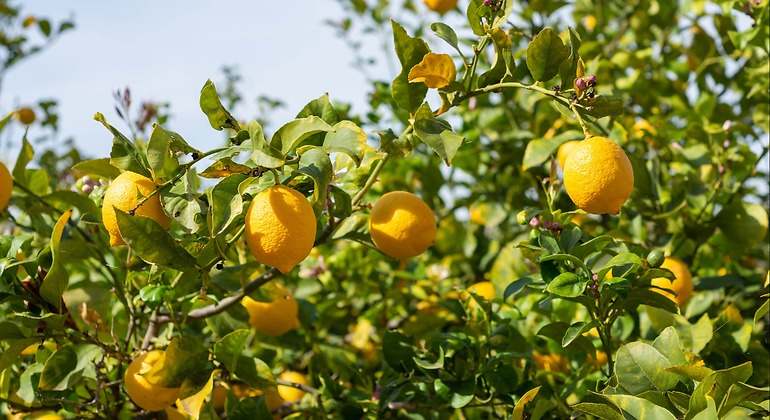 Limonero
