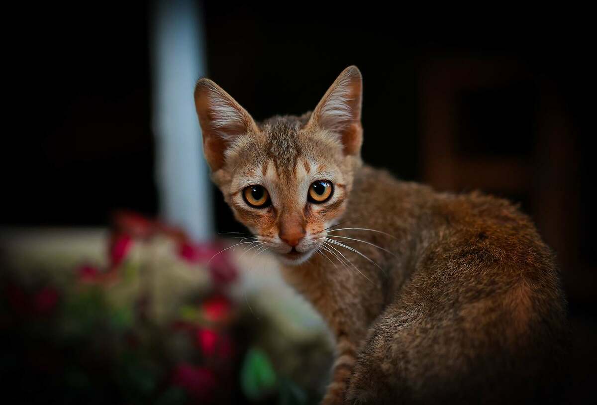 Chausie