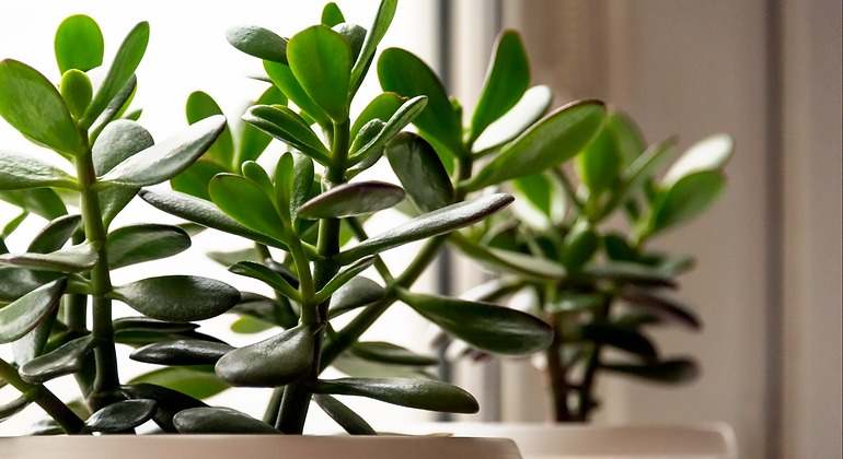 Planta Jade