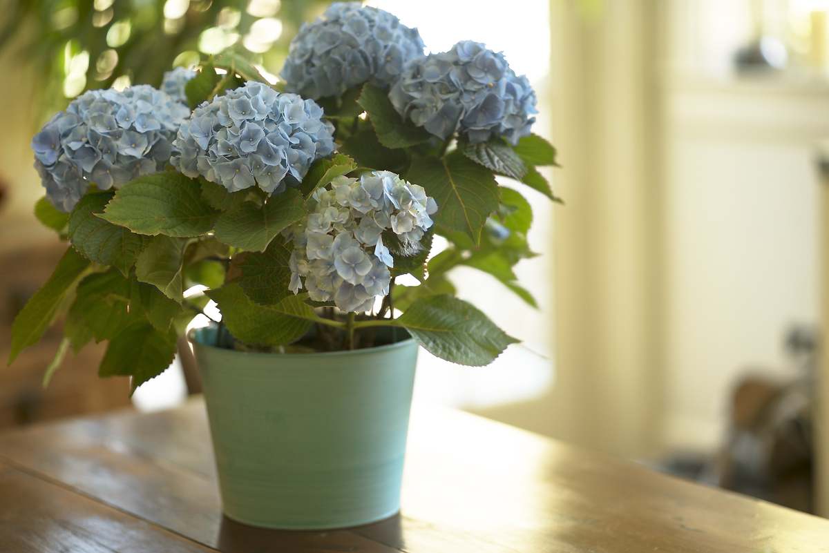 Dónde plantar la hortensia: mejor ubicación