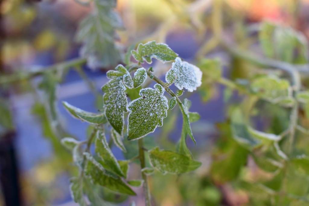 Tomatera helada