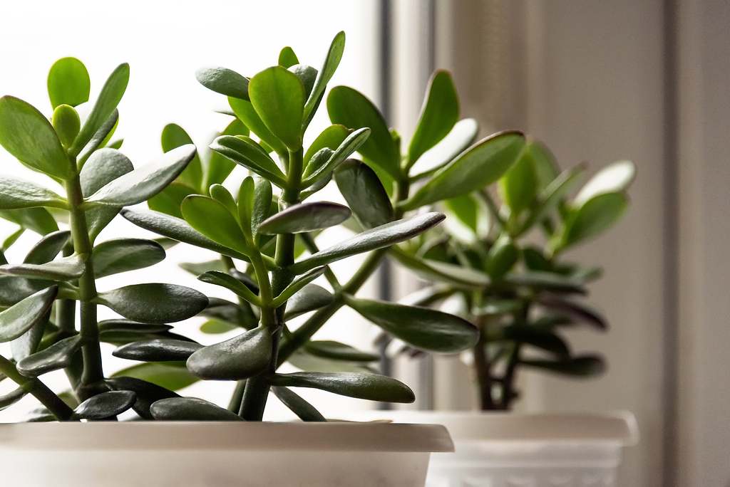 Dónde colocar la planta de jade para atraer la riqueza y la suerte, según expertos en Feng Shui