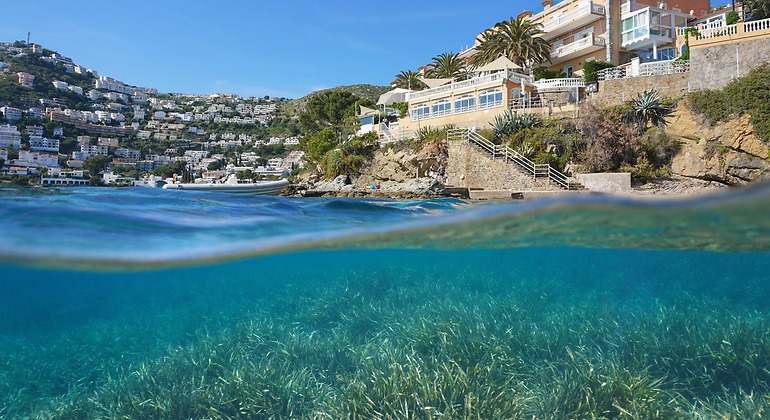 Posidonia