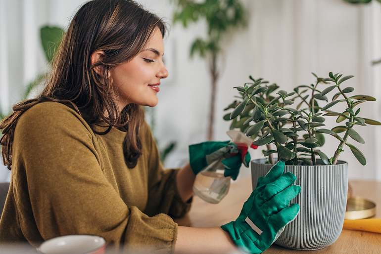 Mujer cuidando una planta de jade