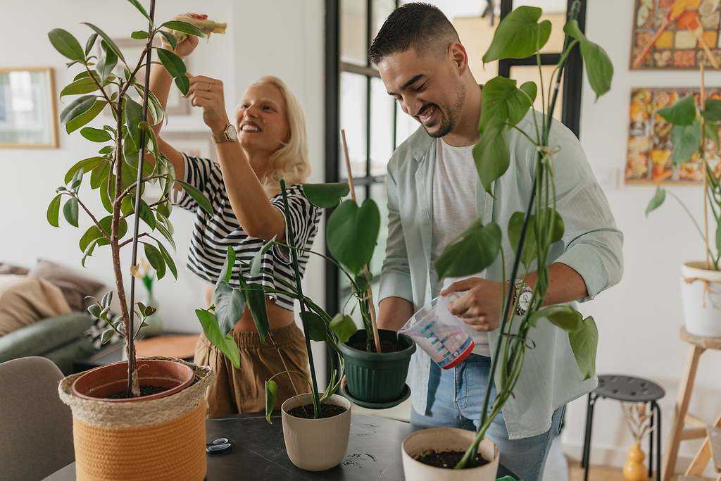Por qué hay que ponerle bicarbonato a las plantas de interior y para qué sirve