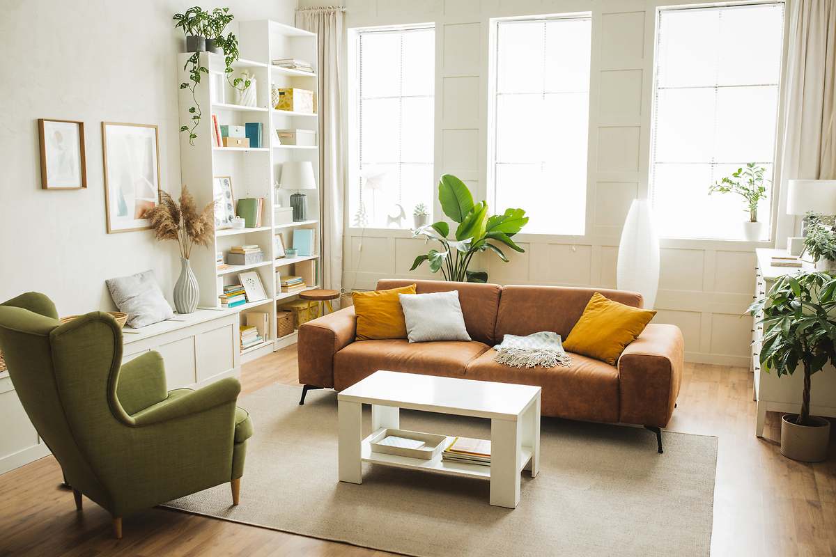 Cómo saber dónde colocar una planta en casa