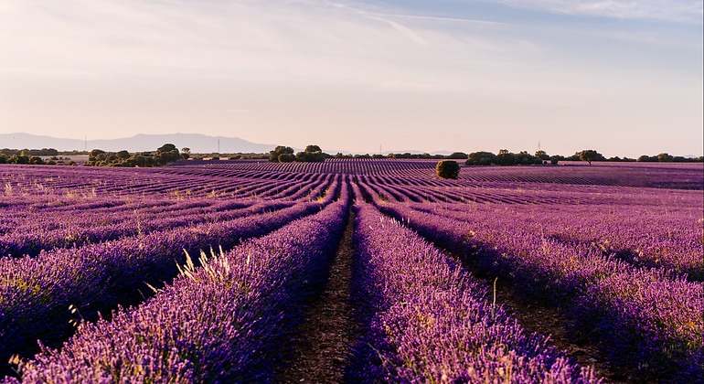 brihuega-lavanda