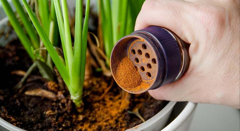 Planta y canela