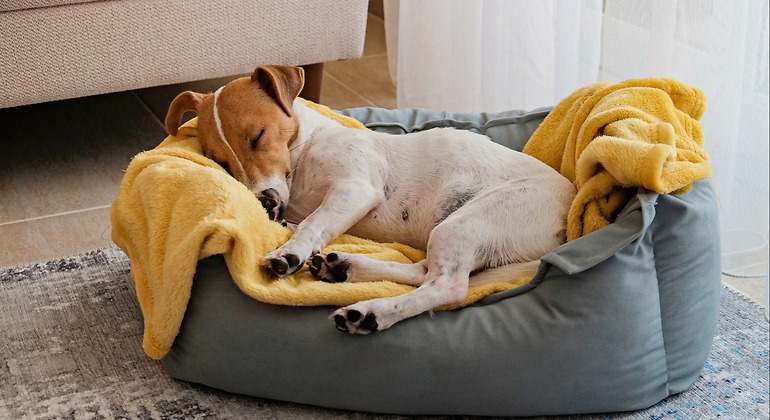 Cama del perro