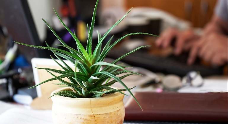 Aloe vera en el despacho