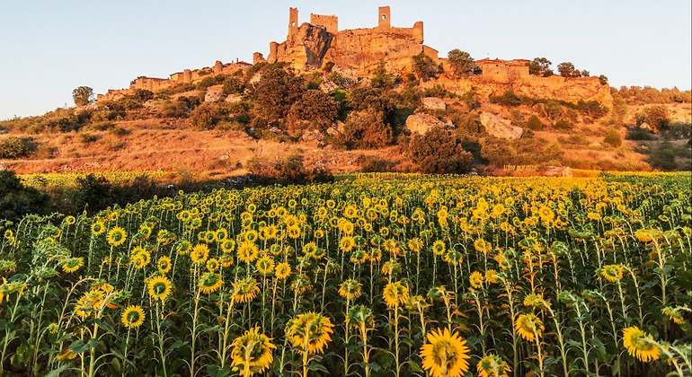 ruinas del castillo sobre un campo de girasoles en pleno atardecer