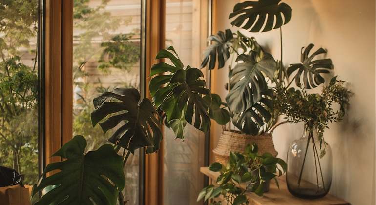 monstera