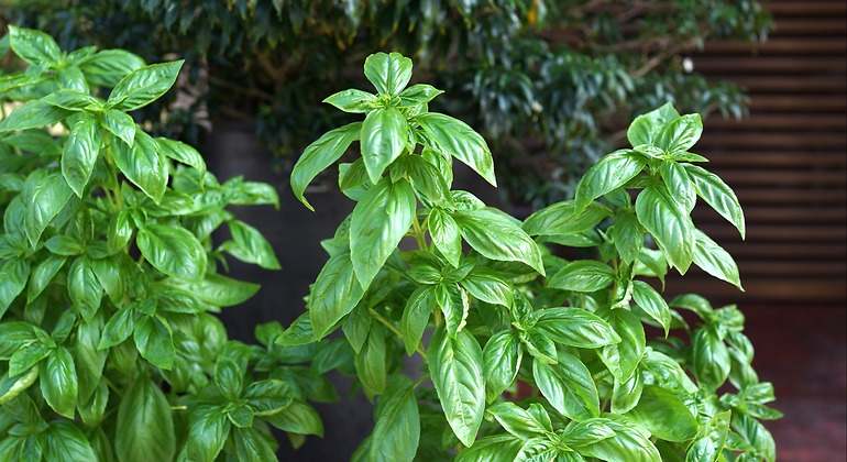 albahaca