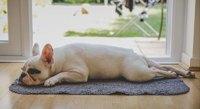 Postura superman perro durmiendo