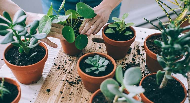 Cuidar plantas