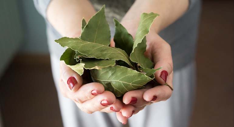 Hojas de laurel