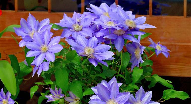Flor azul