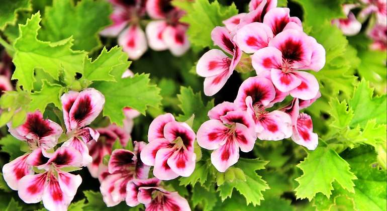 Pelargonio citronela