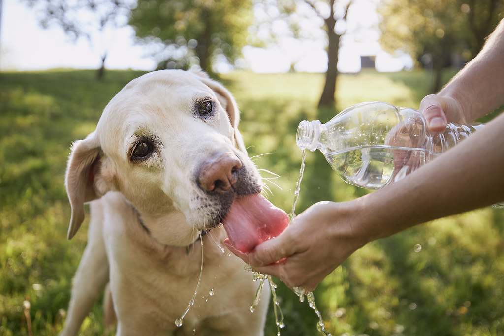 Soy veterinaria y este es el motivo por el que no deberías mojar con agua a tu perro en verano
