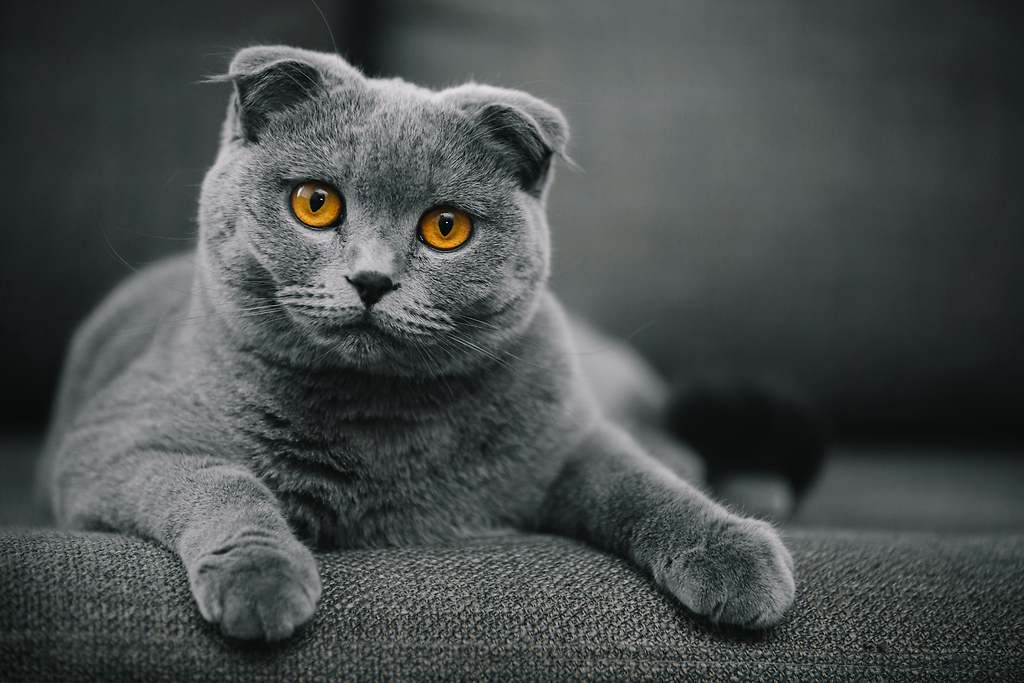 Tres formas diferentes de interactuar con los gatos