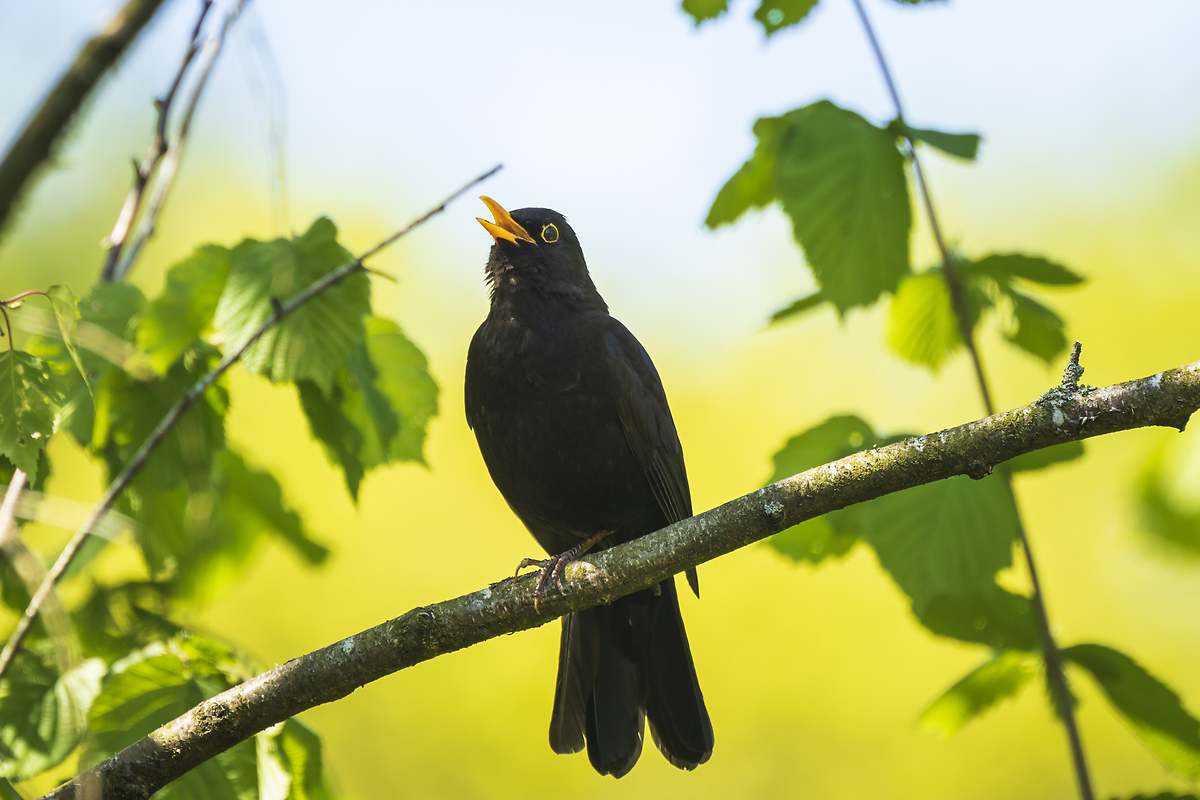 Cómo ayudar a las aves