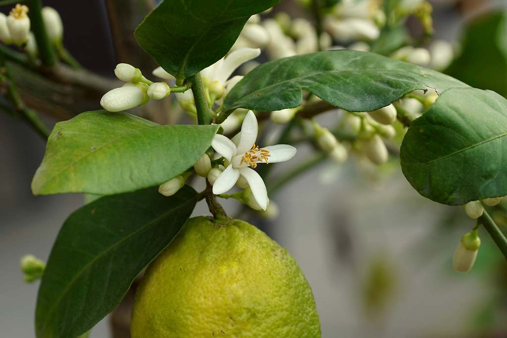Cómo hacer florecer limoneros en casa: el truco desconocido que usan los jardineros expertos