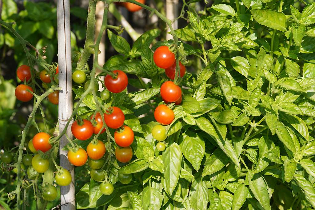 Las tomateras necesitan mucha luz solar