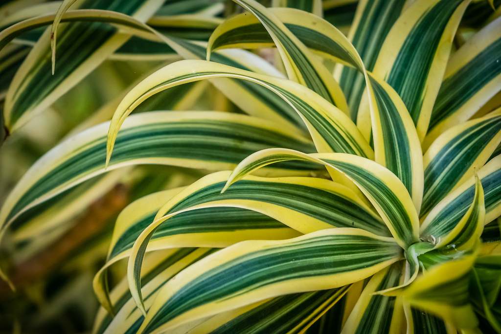 La planta indica que el aire está demasiado seco