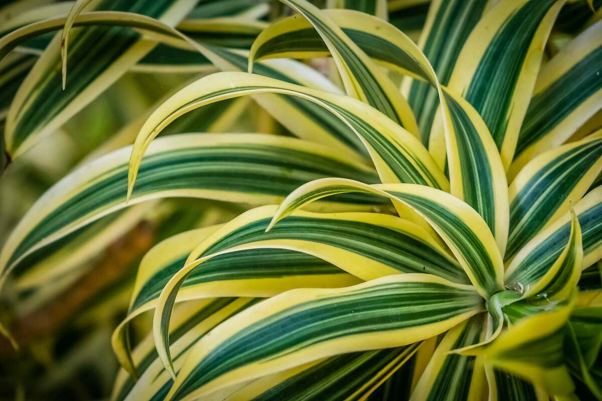 La planta indica que el aire está demasiado seco