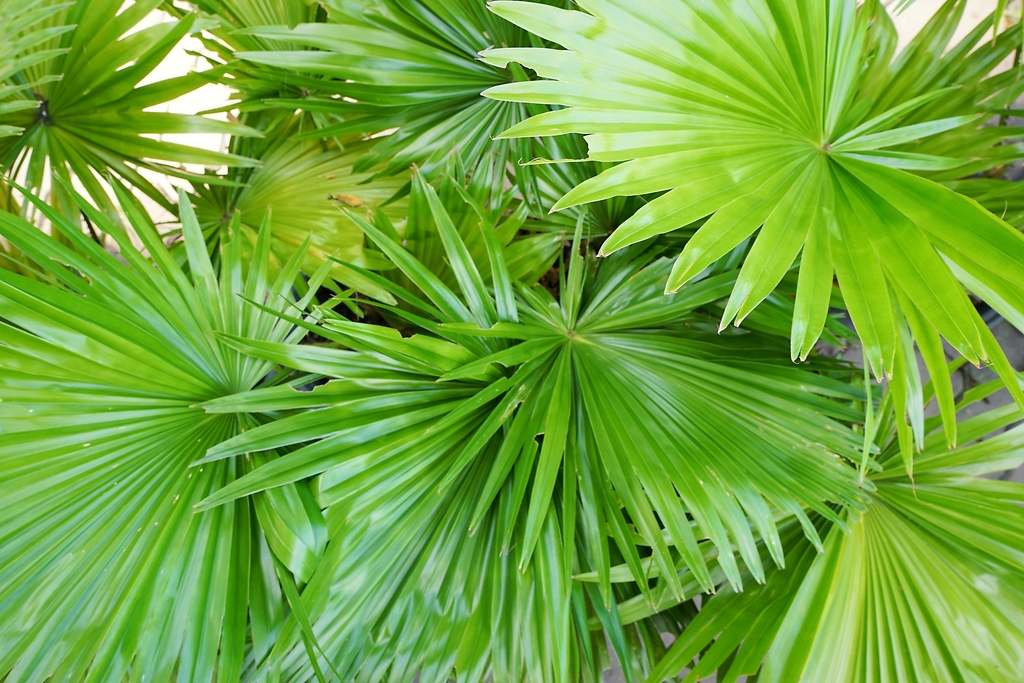 Serenoa