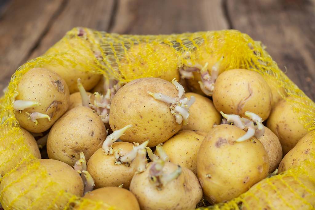 El truco definitivo para evitar que broten tus patatas guardadas