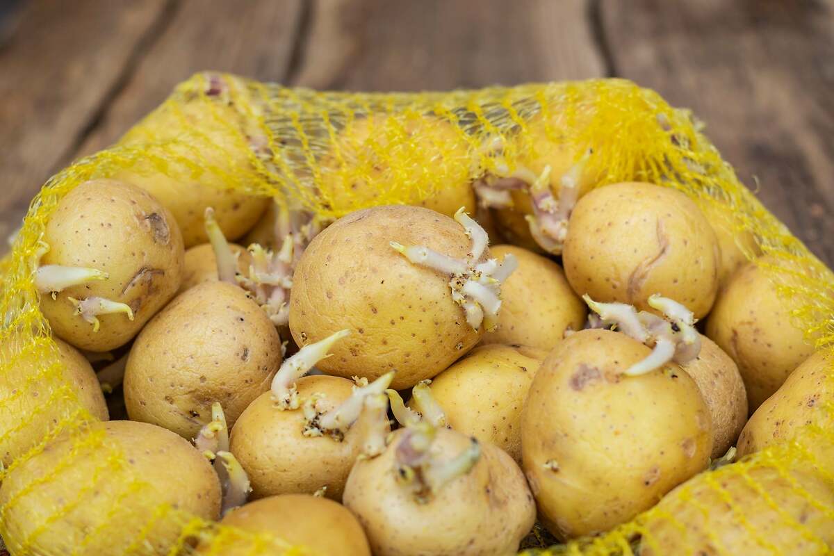 El truco definitivo para evitar que broten tus patatas guardadas