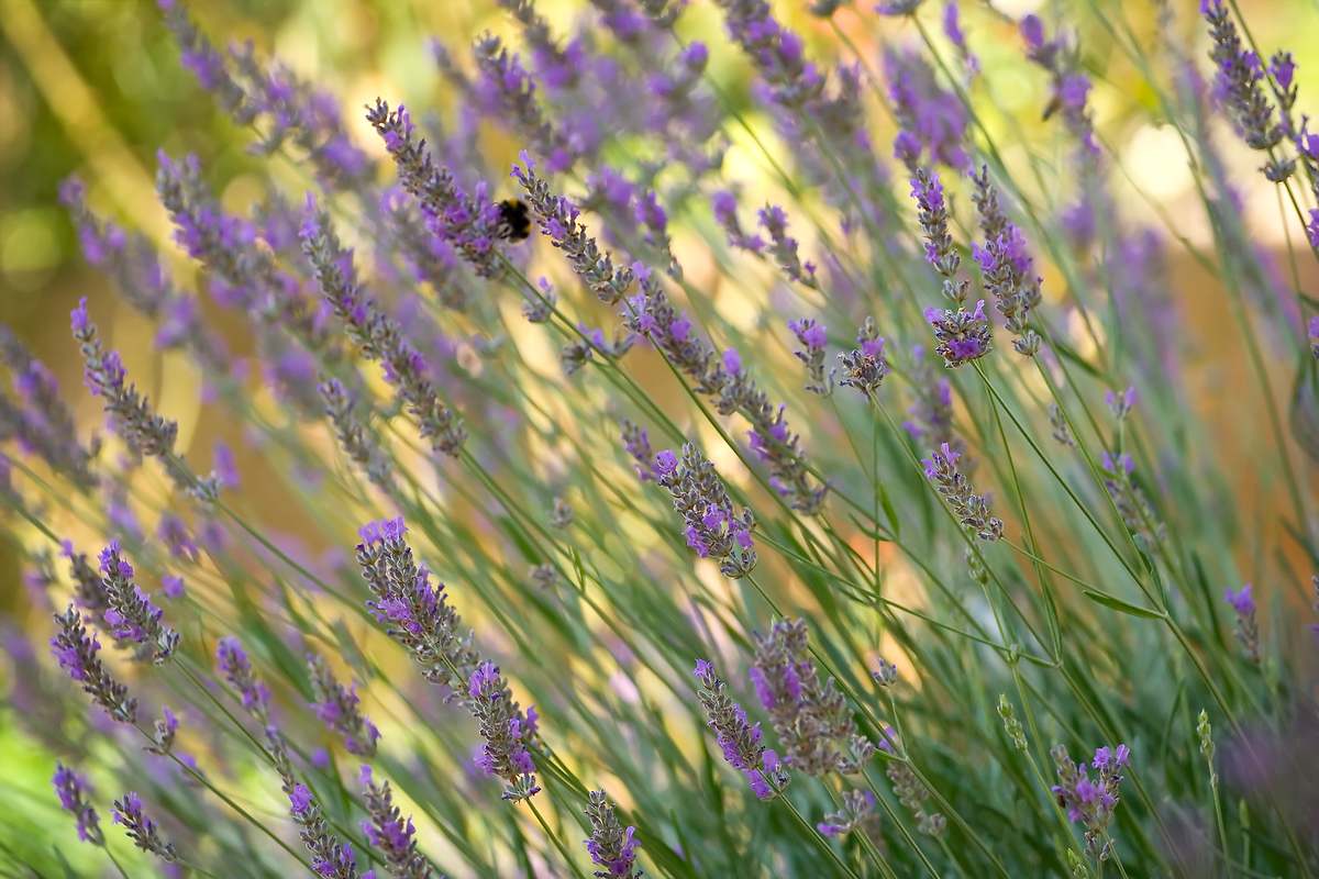 Diciembre - Lavanda