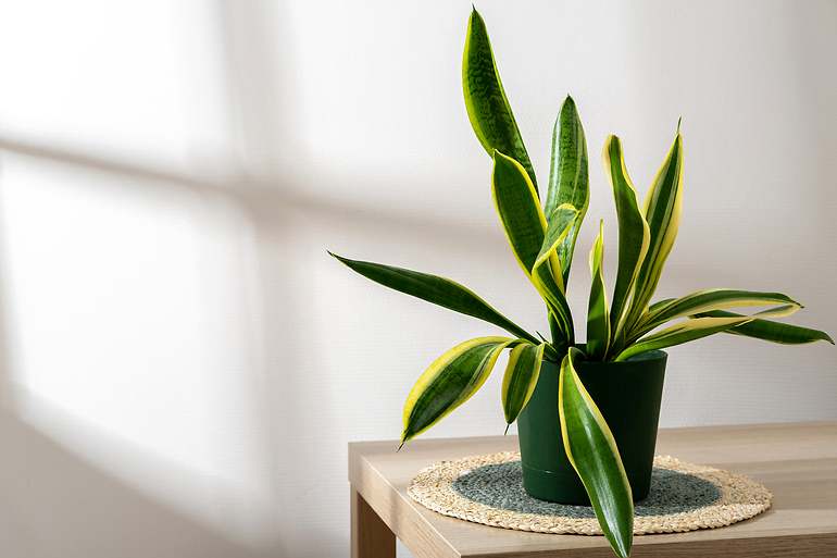 Planta lengua de suegra