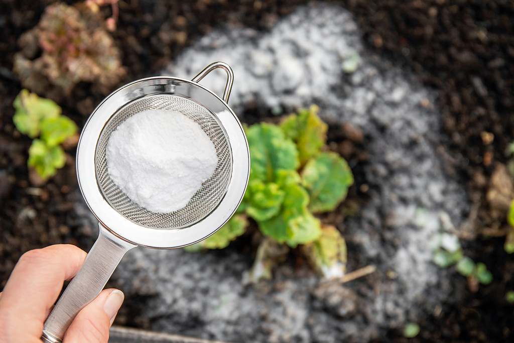 El ingrediente estrella