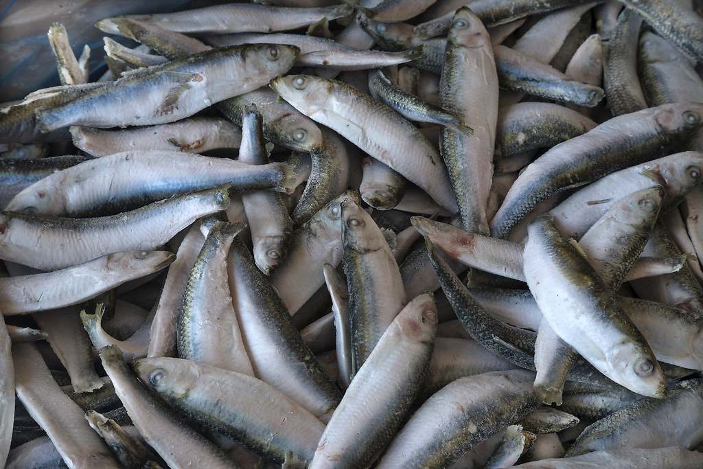 Pescado congelado