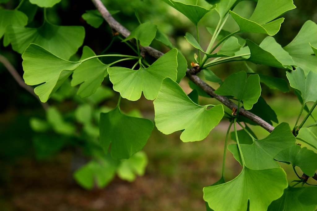 Ginkgo biloba
