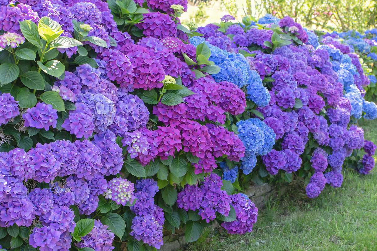 Cómo cuidar y dónde plantar las hortensias en casa: este gesto es el truco clave para llenar el jardín de flores, según los expertos en jardinería