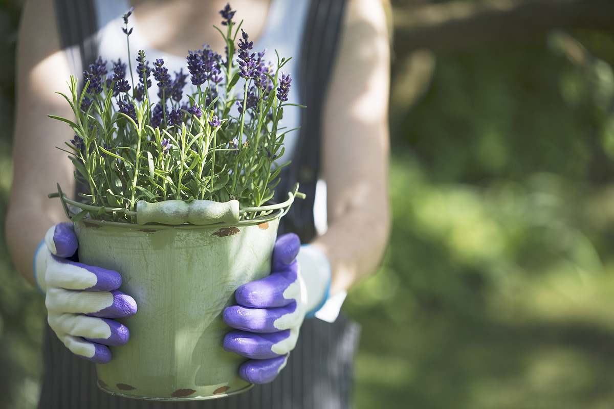 La lavanda