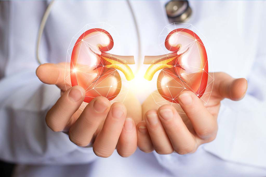 Cómo limpiar tus riñones de forma natural, sin esfuerzo y rápidamente