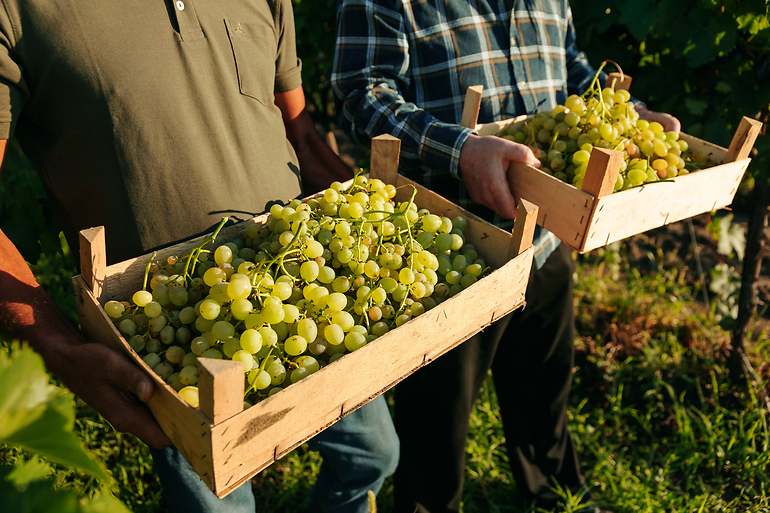 Hombres cargando cajas de uvas