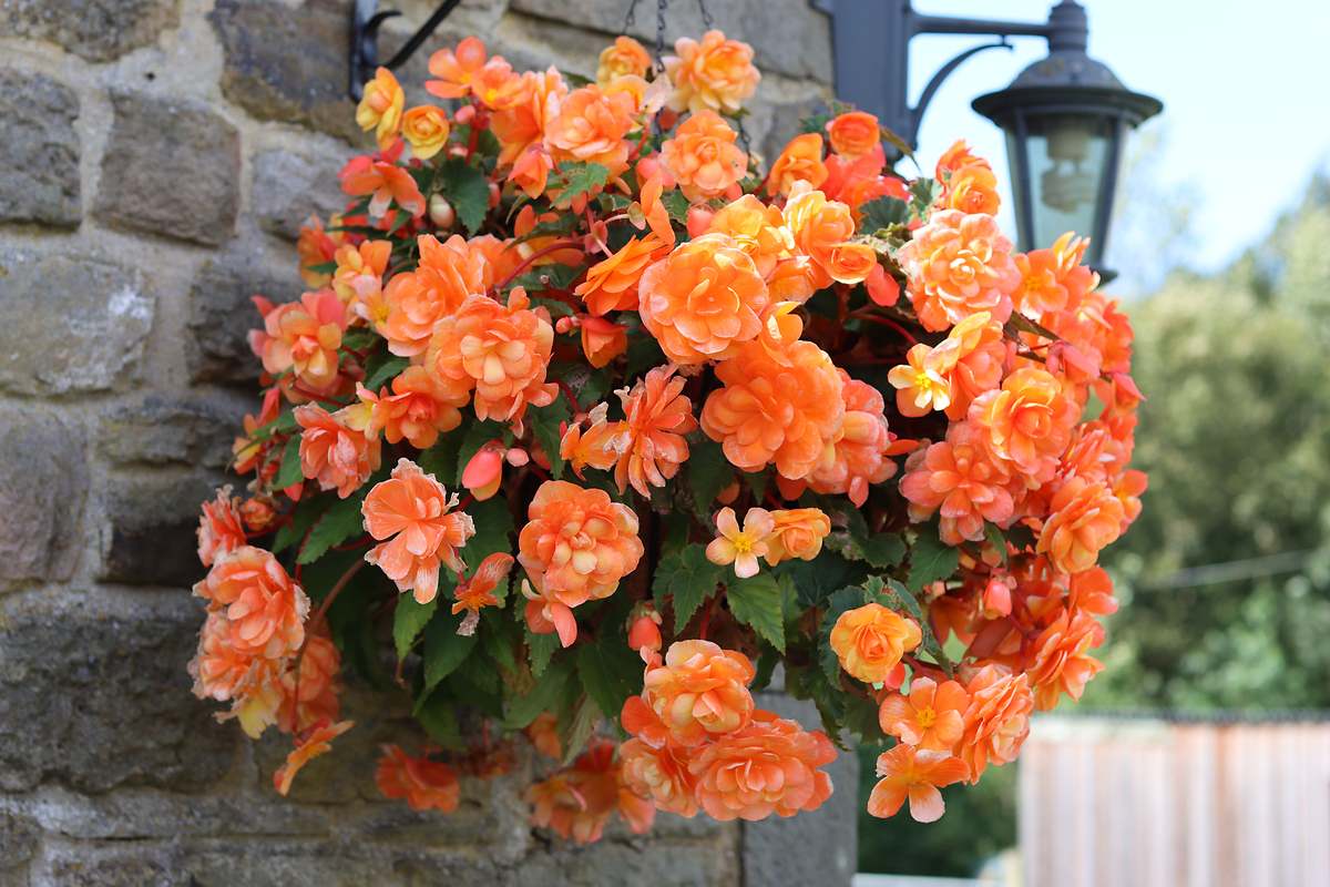 La planta que tiene flores durante todo el año y que quedará ideal en tu pequeño balcón