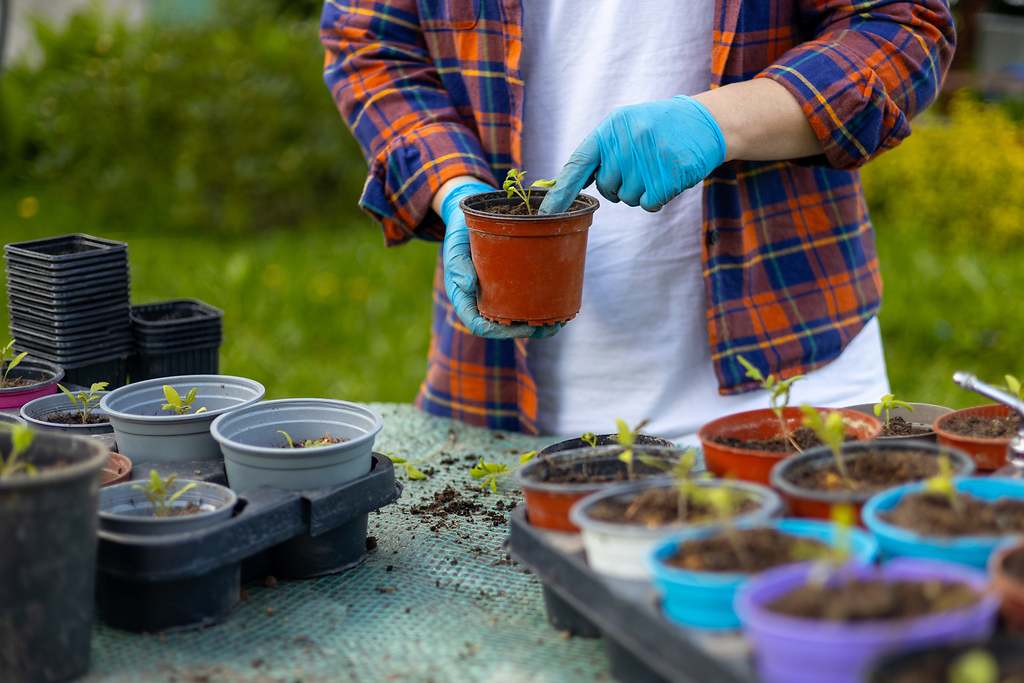 Trasplantar las tomateras