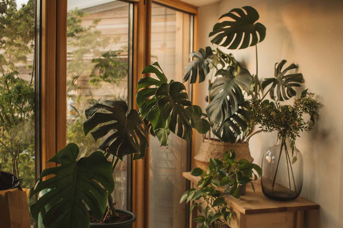 Dónde colocar la monstera en casa para atraer la abundancia y la buena suerte, según expertos en Feng Shui