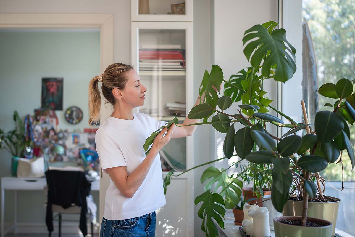 Dónde colocar la monstera en casa