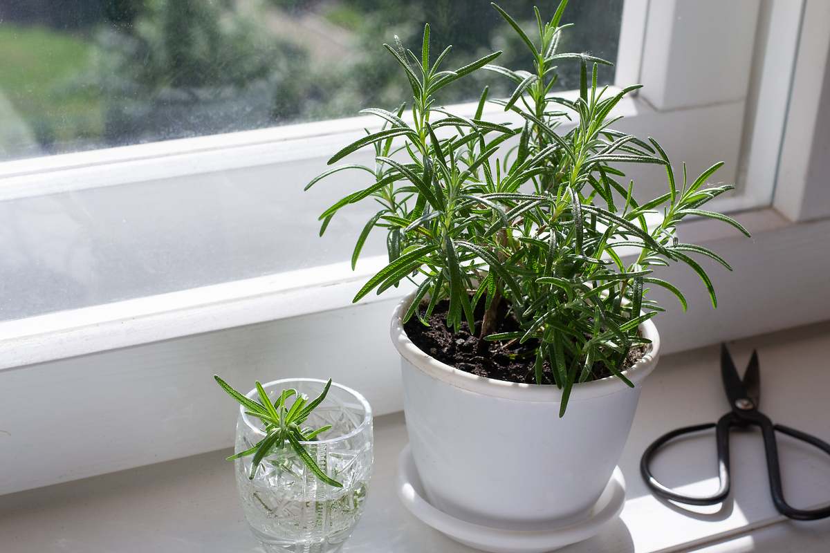 Plantas que es mejor tener lejos